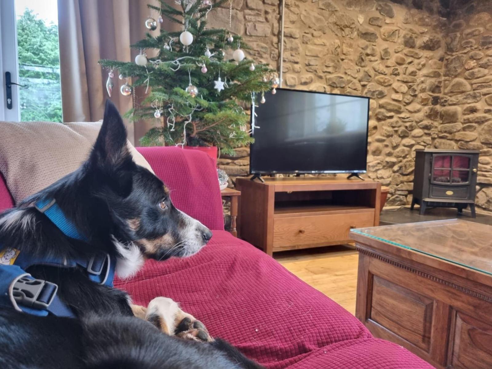 Pippin Lodge Llanwrda エクステリア 写真